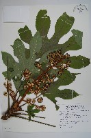 藏品(臺灣八角金盤)的圖片