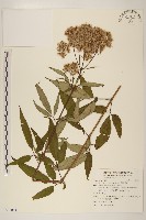 藏品(臺灣澤蘭)的圖片