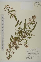 藏品(臺灣馬蘭)的圖片