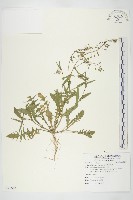 藏品(薺)的圖片