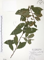 藏品(台灣山桂花)的圖片