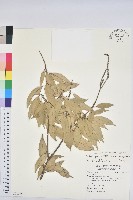 藏品(子彈石櫟)的圖片