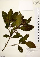 藏品(茜草樹)的圖片