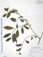 藏品(台灣山桂花)的圖片