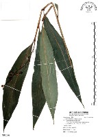 藏品(山月桃)的圖片