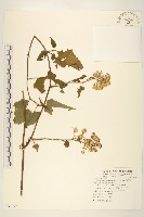 藏品(蔓黃菀)的圖片