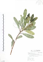 藏品(蔓榕)的圖片