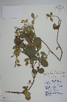 藏品(絡石)的圖片