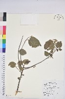 藏品(扛香藤)的圖片