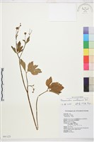 藏品(水辣菜、禺毛茛)的圖片