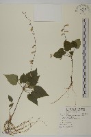 藏品(阿里山鬼督郵)的圖片