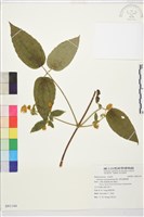 藏品(銹毛鐵線蓮)的圖片