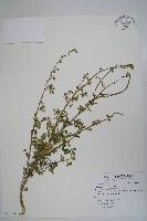 藏品(向天黃)的圖片