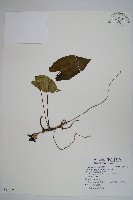 藏品(下花細辛)的圖片