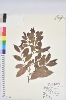 藏品(刺杜密)的圖片