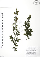 藏品(燈稱花、烏雞骨)的圖片