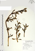 藏品(海馬齒)的圖片