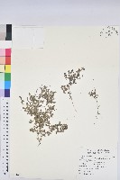 藏品(臺西大戟)的圖片