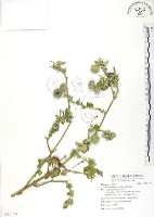 藏品(冬葵子)的圖片