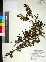 藏品(苦林盤)的圖片