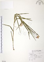 藏品(葦草蘭、鳥仔花、竹葉蘭)的圖片