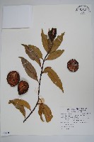 藏品(山橙)的圖片