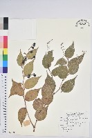 藏品(白珠樹)的圖片