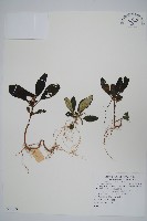 藏品(海南叉柱花)的圖片