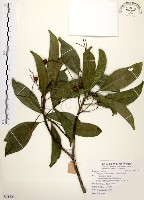 藏品(降真香)的圖片