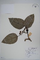 藏品(海南馬兜鈴)的圖片