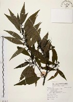 藏品(山胡椒)的圖片