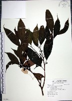 藏品(青藤公)的圖片