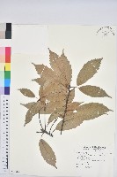 藏品(青剛櫟、鐵椆)的圖片