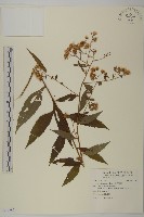 藏品(臺灣馬蘭)的圖片