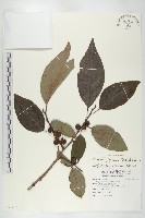 藏品(山柿, 山豆柿)的圖片