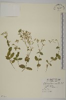 藏品(卷耳)的圖片