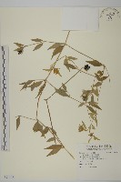 藏品(狗筋蔓)的圖片