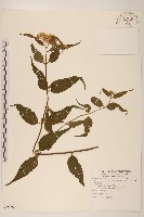 藏品(塔山澤蘭)的圖片