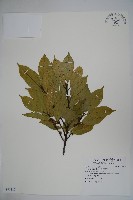 藏品(臺灣糊樗)的圖片