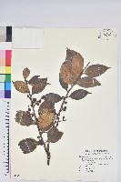 藏品(珍珠花、長尾葉越橘)的圖片