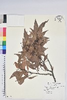 藏品(鞍馬山越橘)的圖片