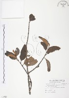 藏品(杜鵑桑寄生)的圖片