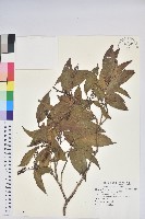 藏品(南燭)的圖片