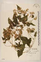 藏品(蔓澤蘭)的圖片