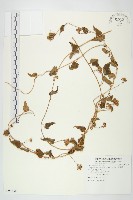 藏品(娥房藤)的圖片