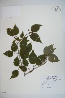 藏品(粗糠柴)的圖片