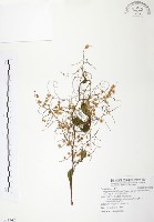 藏品(台灣何首烏)的圖片