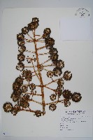 藏品(臺灣八角金盤)的圖片