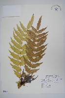 藏品(阿里山十大功勞)的圖片