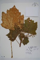 藏品(華參、裡白八角金盤)的圖片